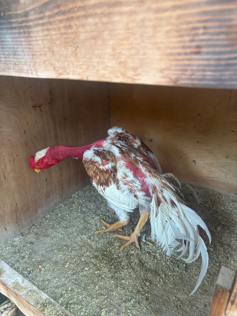 Galo índio bico curto Madagascar - Foto 2