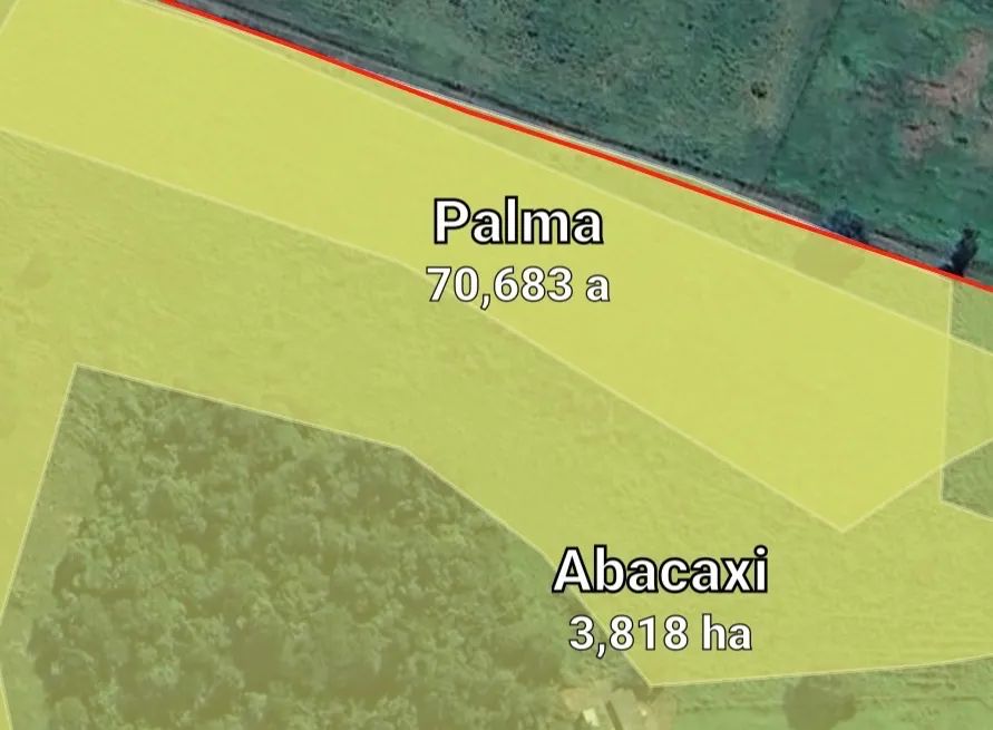 PALMA MIÚDA  - Foto 3