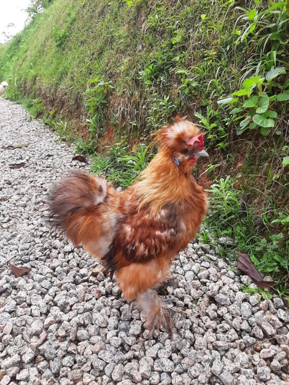 Vendo ou troco  - Foto 2