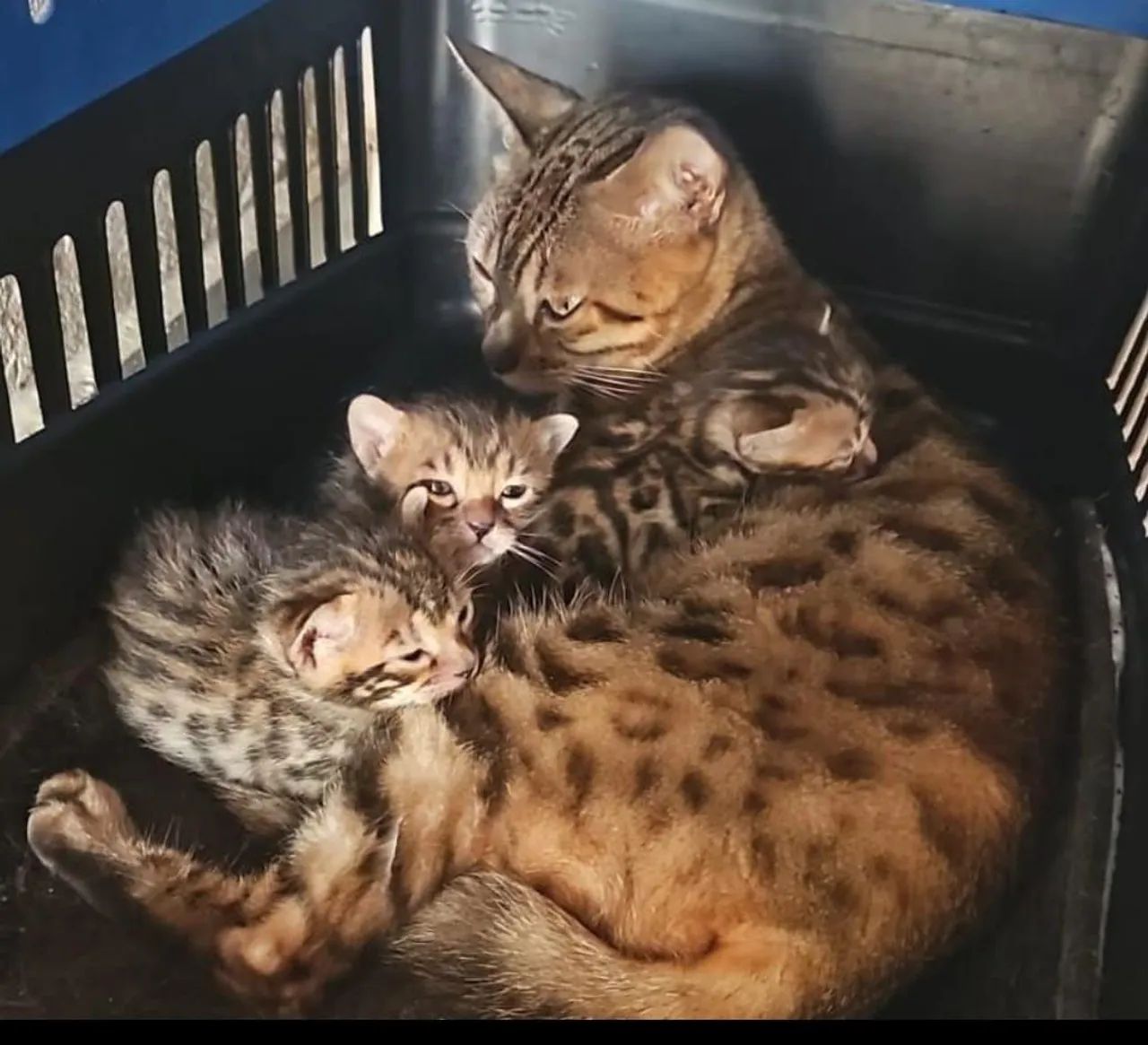 Filhotes de gato BENGAL 