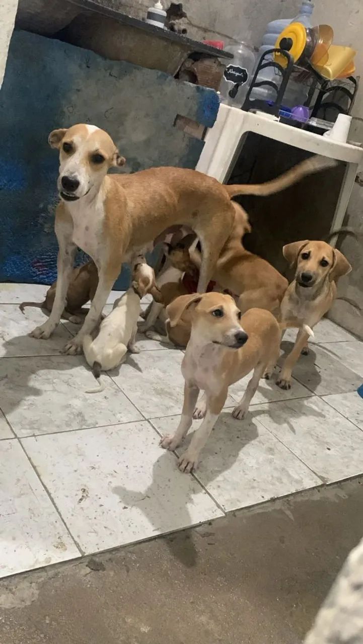 Filhotes Para Doação - Foto 4