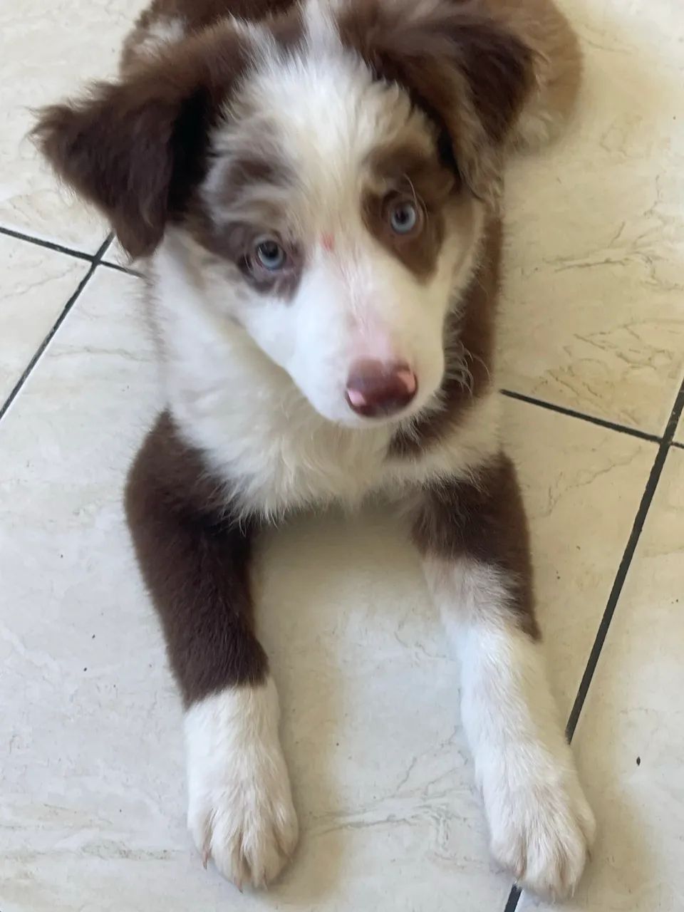 BORDER COLLIE RAÇA PURA  - Foto 2