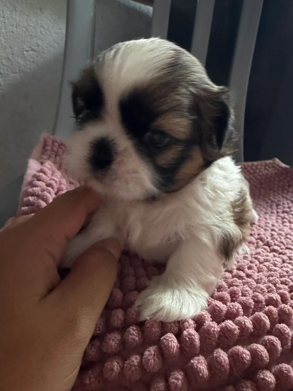 Shitzu Mini Macho - Foto 4