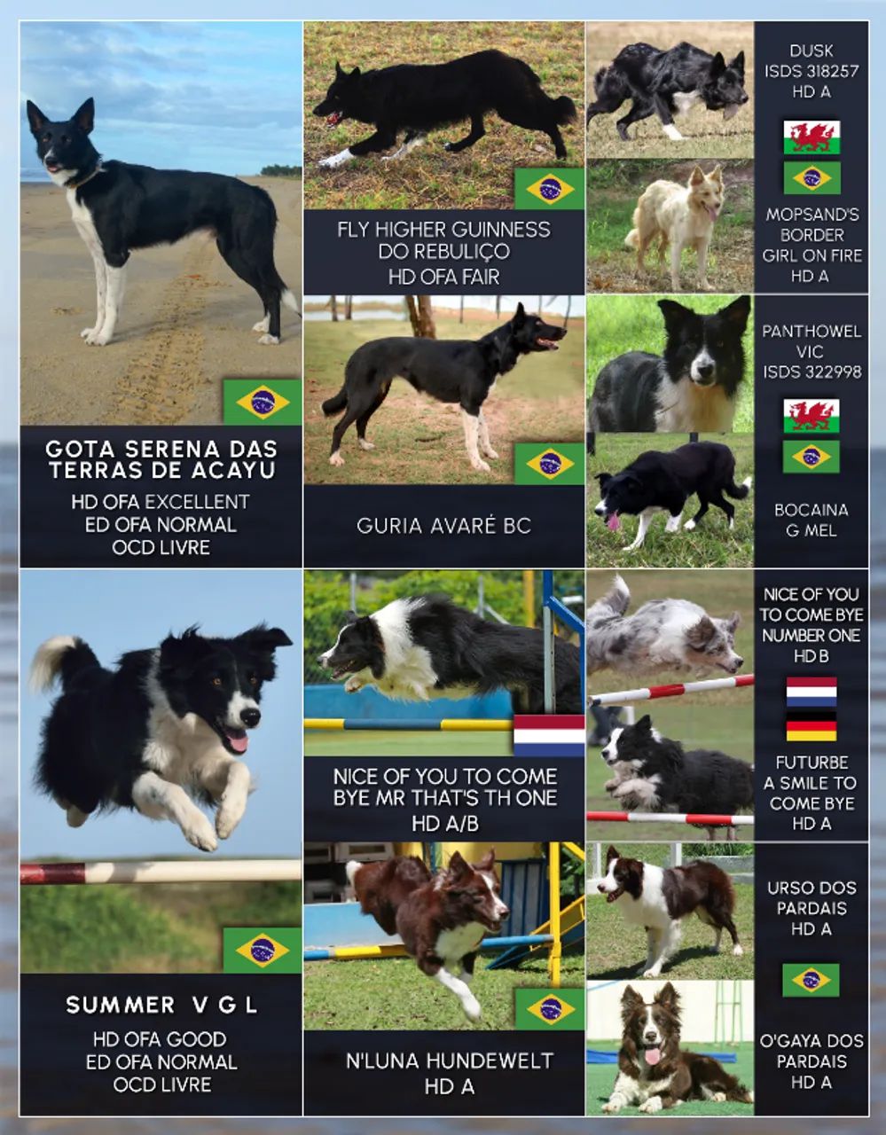 Filhote de Border Collie - Foto 5