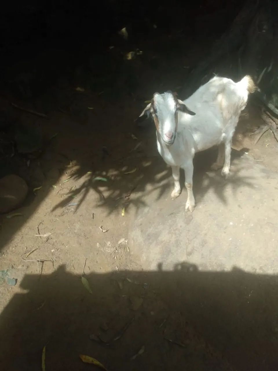 Cabras e bodes  - Foto 4