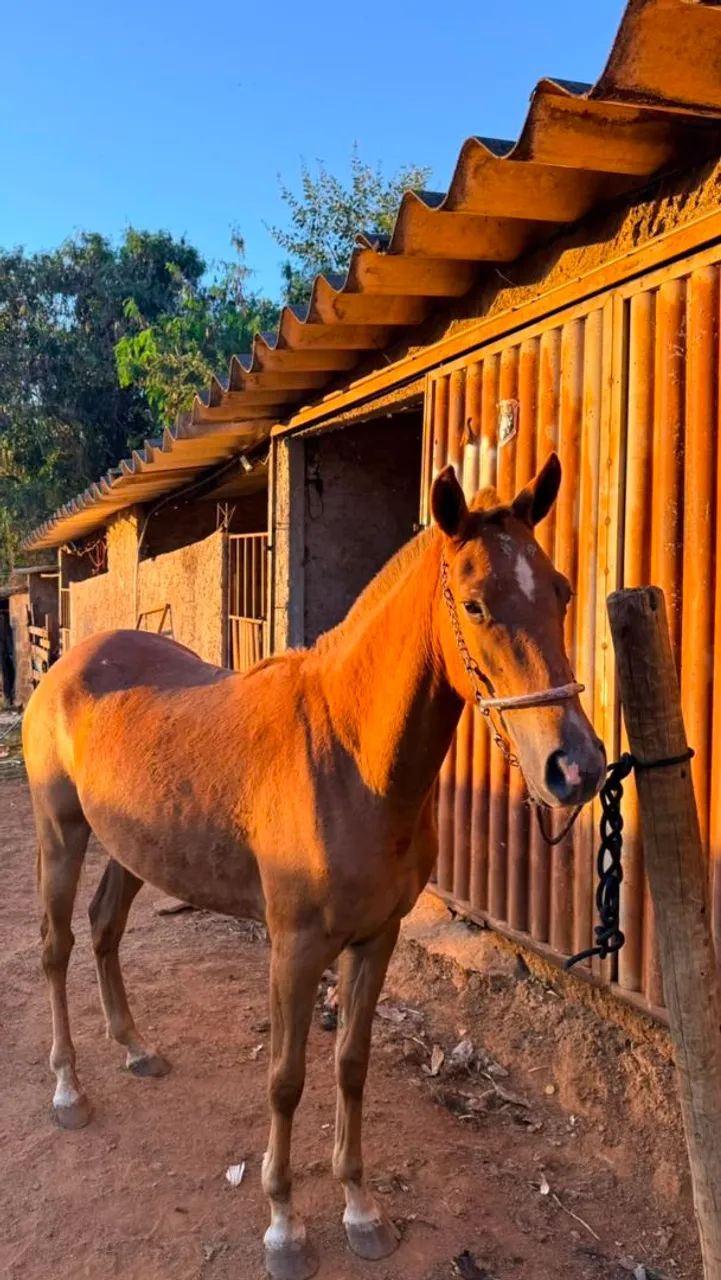 Potra Mangalarga  - Foto 4
