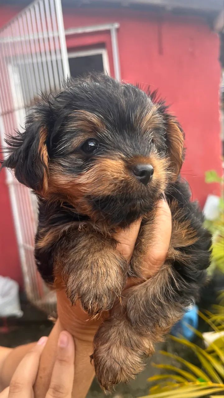 Yorkshire Terrier - Macho  - Foto 4