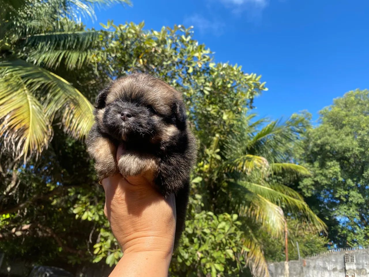 luluzinha com shitzu - Foto 4