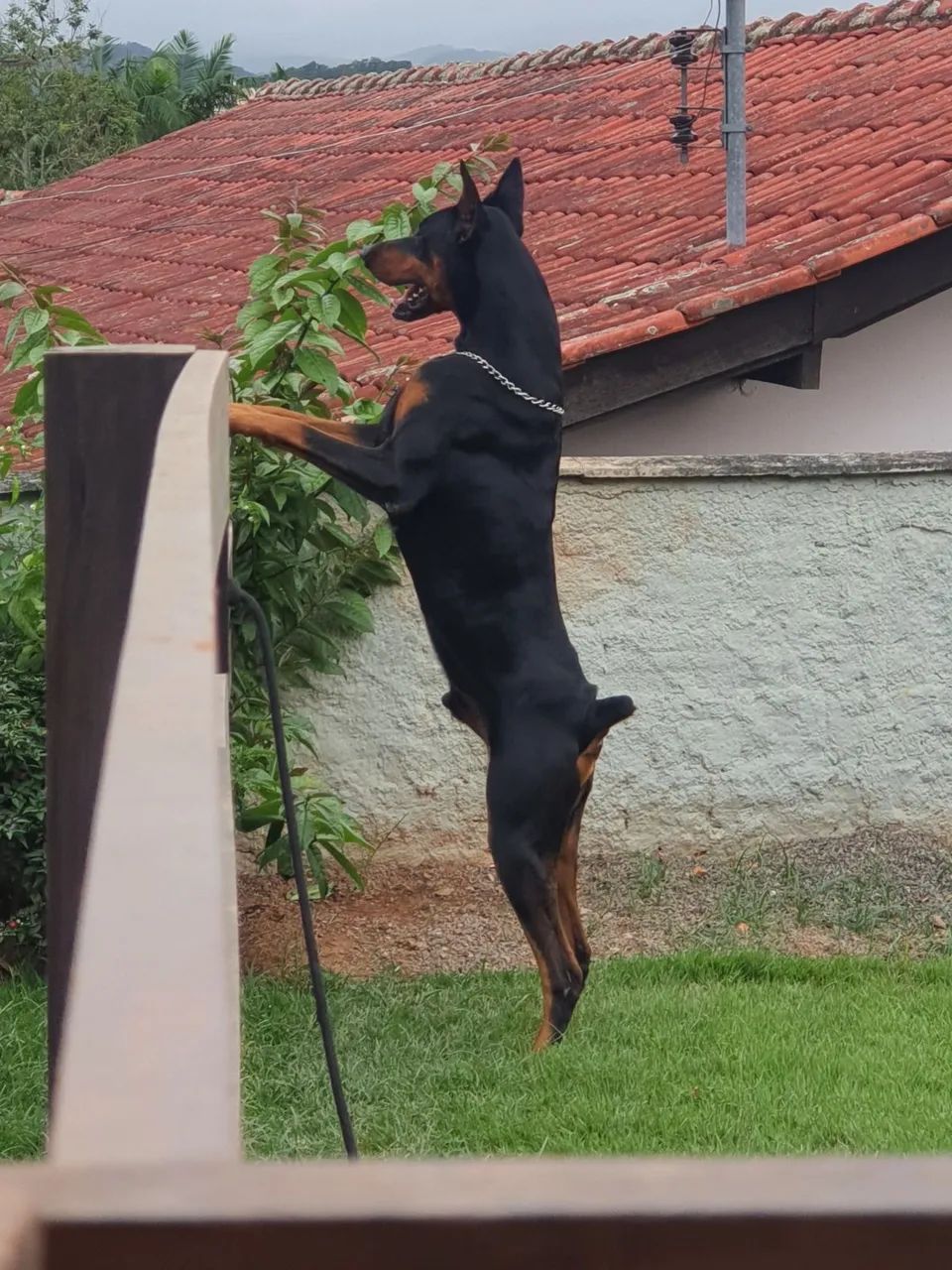 Filhote de Doberman - Foto 3