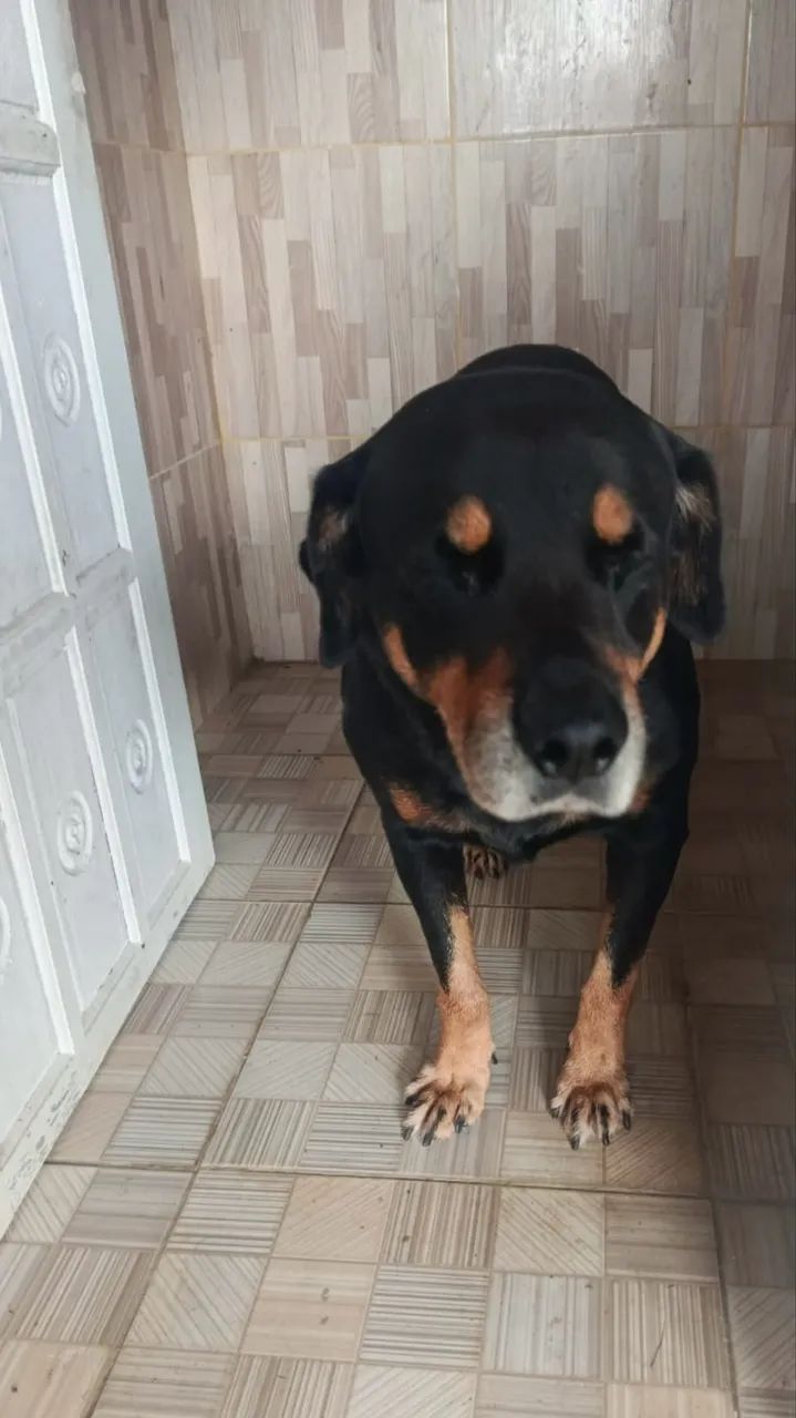 Para doação Rottweiler  - Foto 3