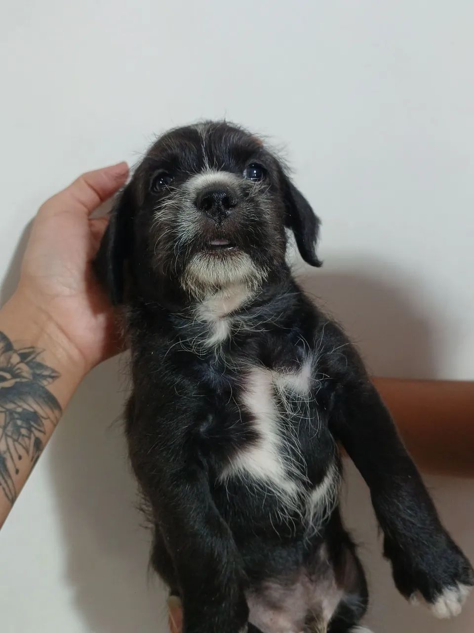Cachorrinho para adoção  - Foto 2