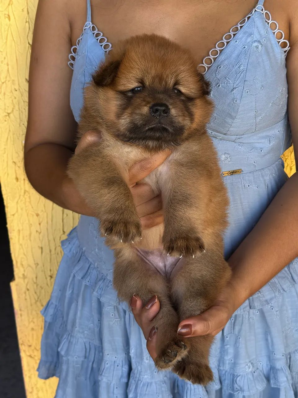 Filhote de Chow Chow - Foto 3