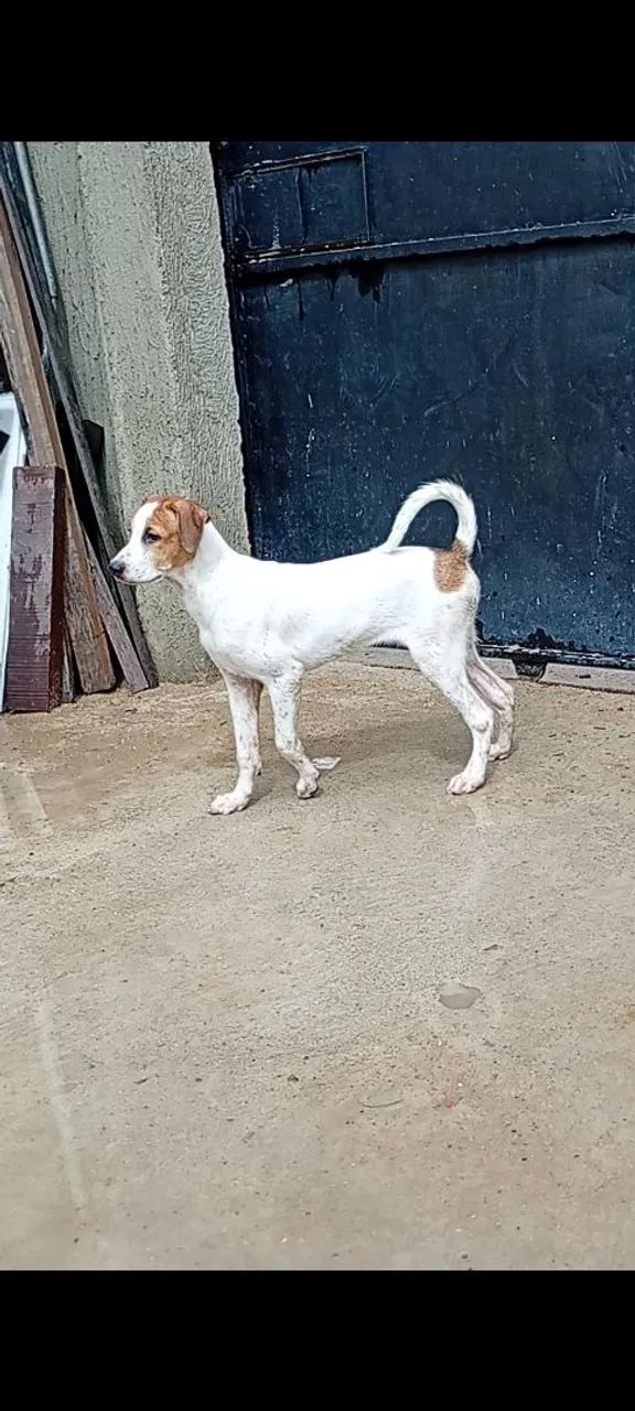 Cachorros para adoção - Foto 4