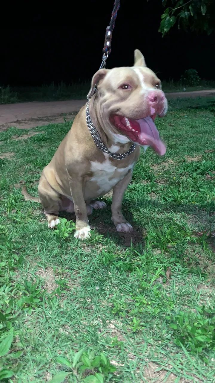 Pitbull macho - Foto 3