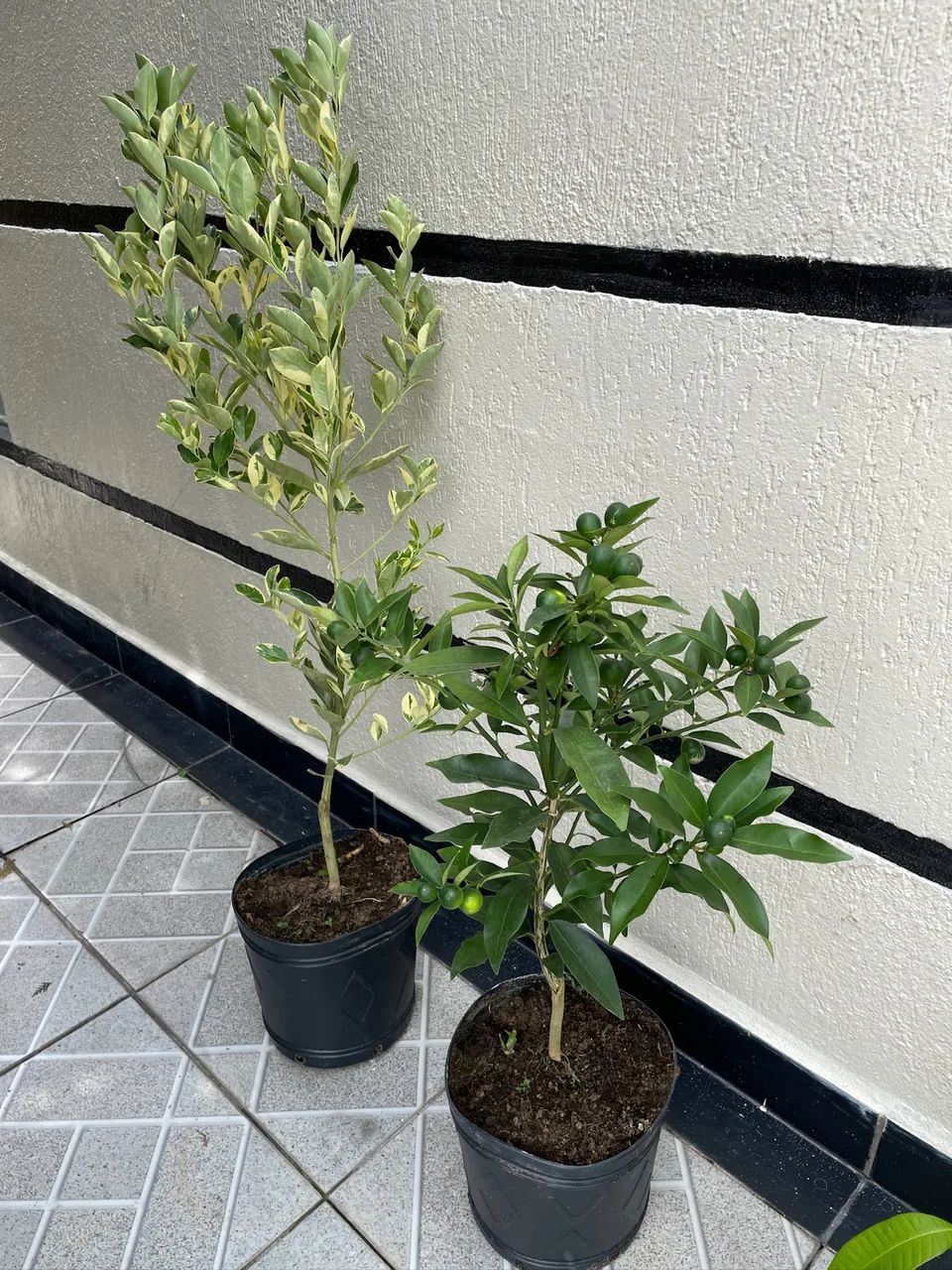 Mini Limões e tangerinas.  - Foto 5