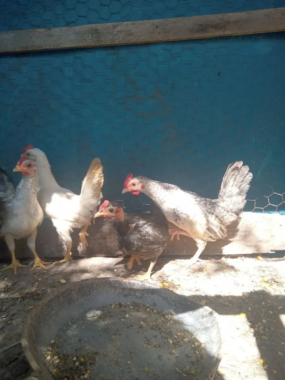 Franguinhos garnize  - Foto 2