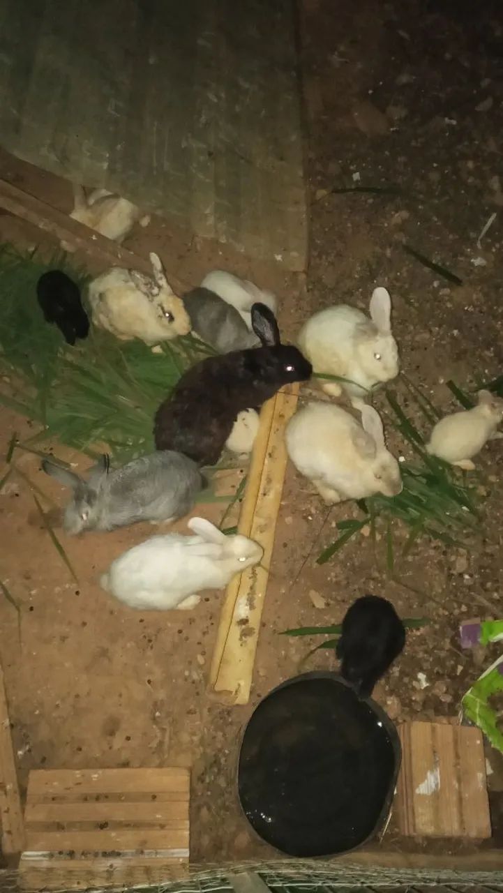 Coelhos  - Foto 2