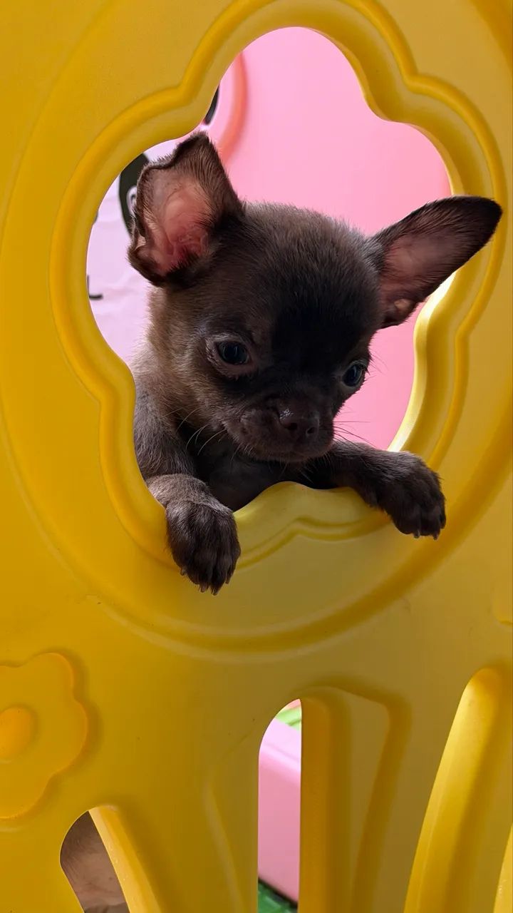 Chihuahua Macho PELO CURTO C/ PEDIGREE
