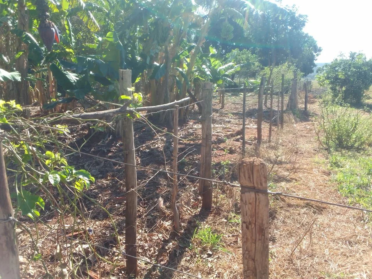 Chácara em Bandeirantes MS  - Foto 2