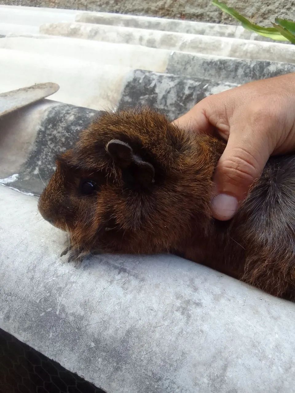 Porquinho da Índia  - Foto 3