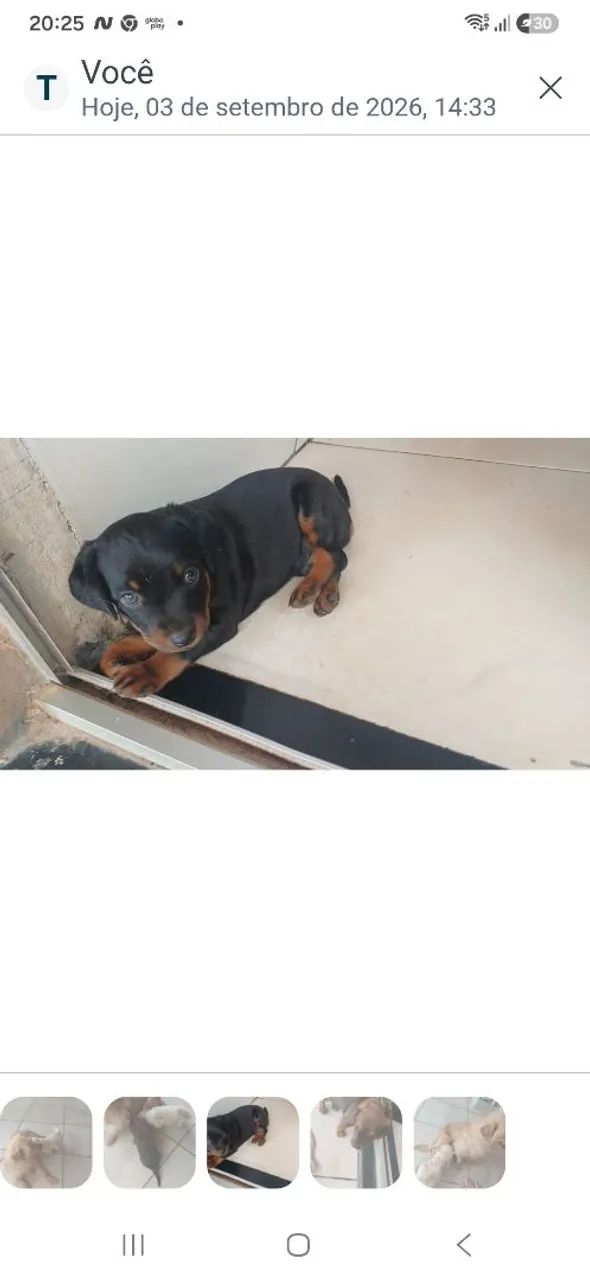 Doação de cachorrinho - Foto 4
