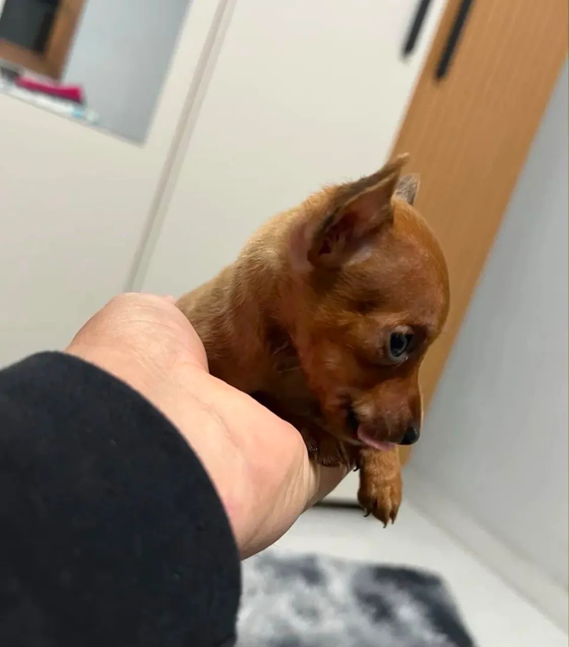 Promo Pinscher micro fêmea e machinhos  - Foto 2