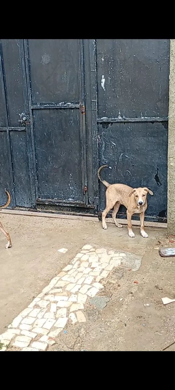 Cachorros para adoção - Foto 3