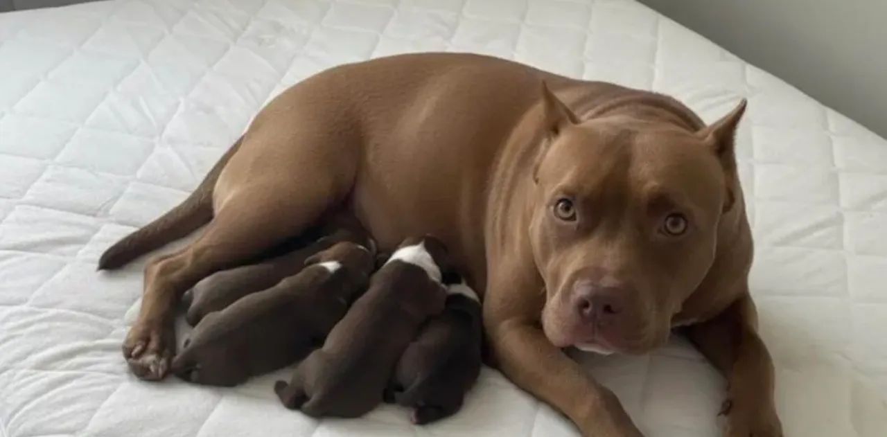 Doação filhotes de pitbull 