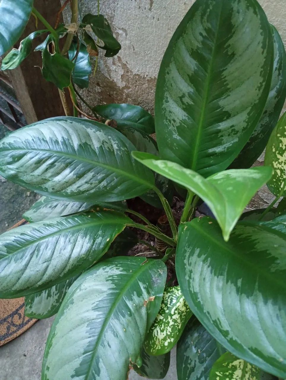 Planta Comigo ninguém pode  - Foto 2
