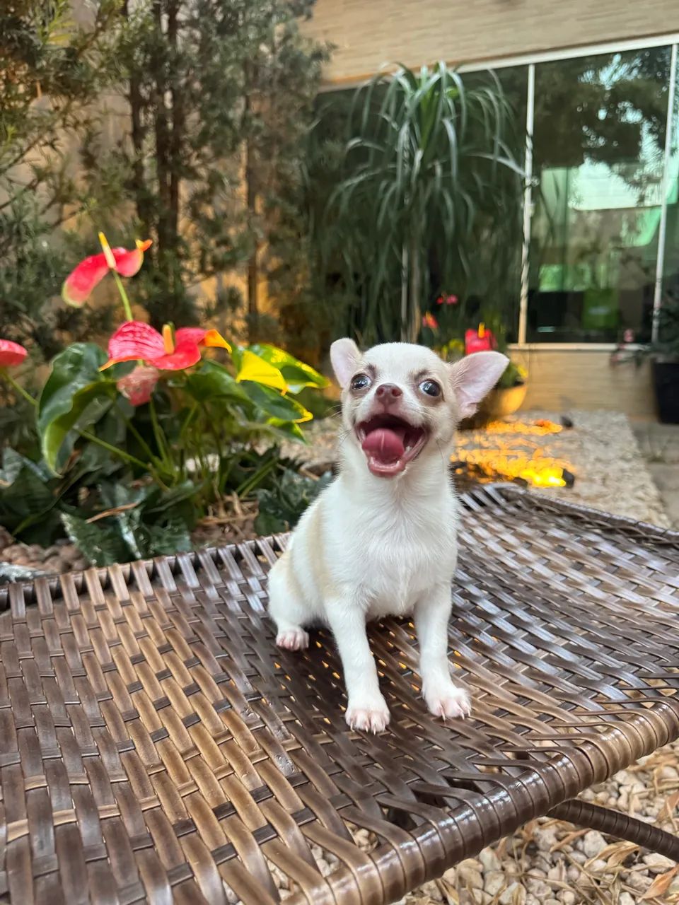 Chihuahua macho  - Foto 2