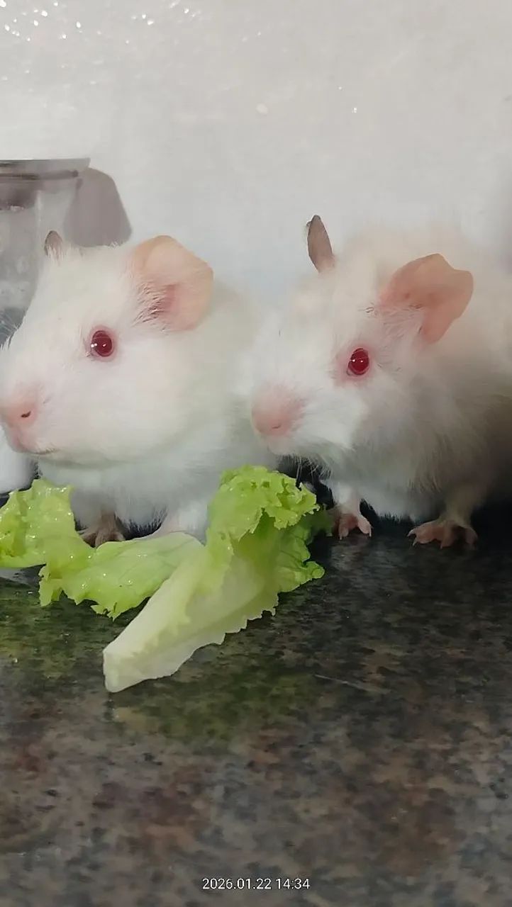 Porquinho da índia doação  - Foto 2