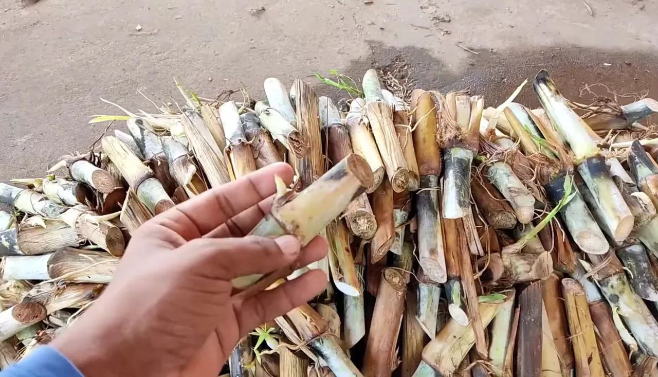 MUDAS BRS CAPIAÇU E BRS KURUMI O CAPIM ELEFANTE DA EMBRAPA 