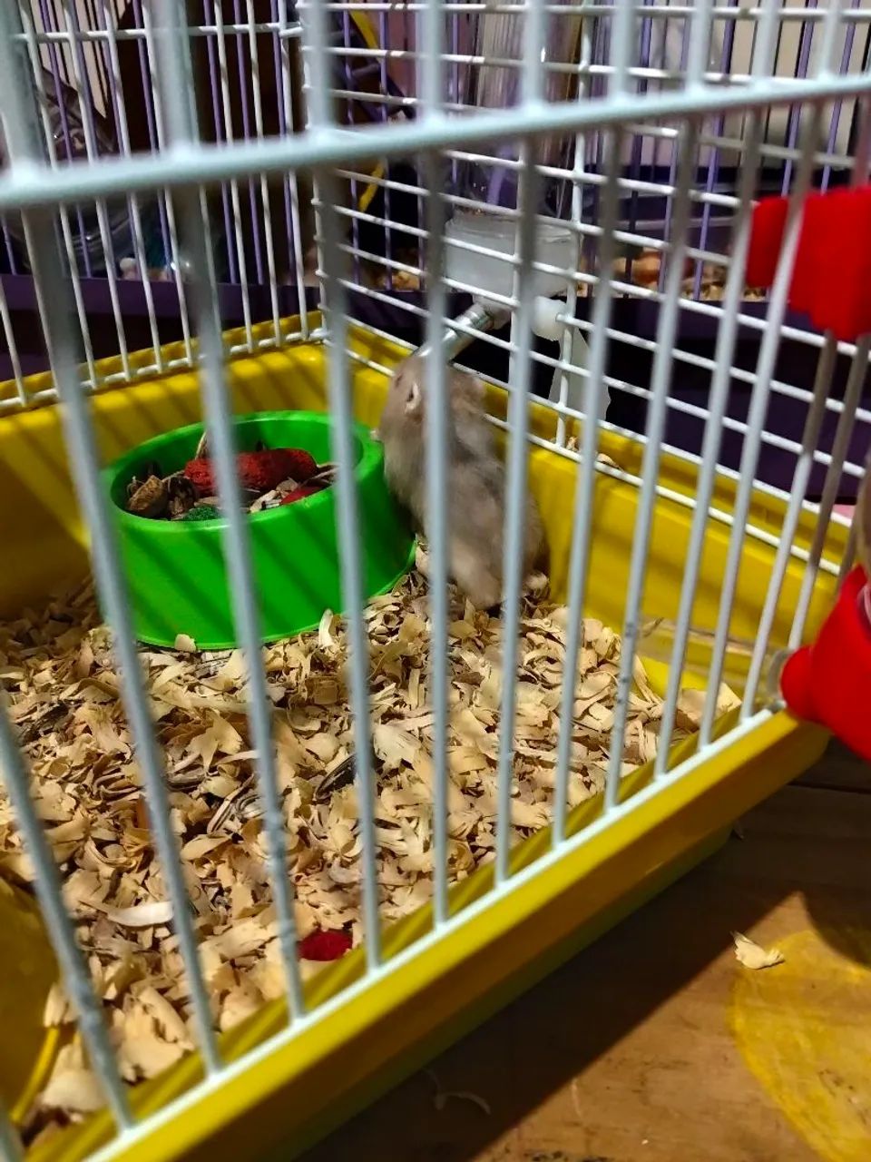 Hamster - Foto 2