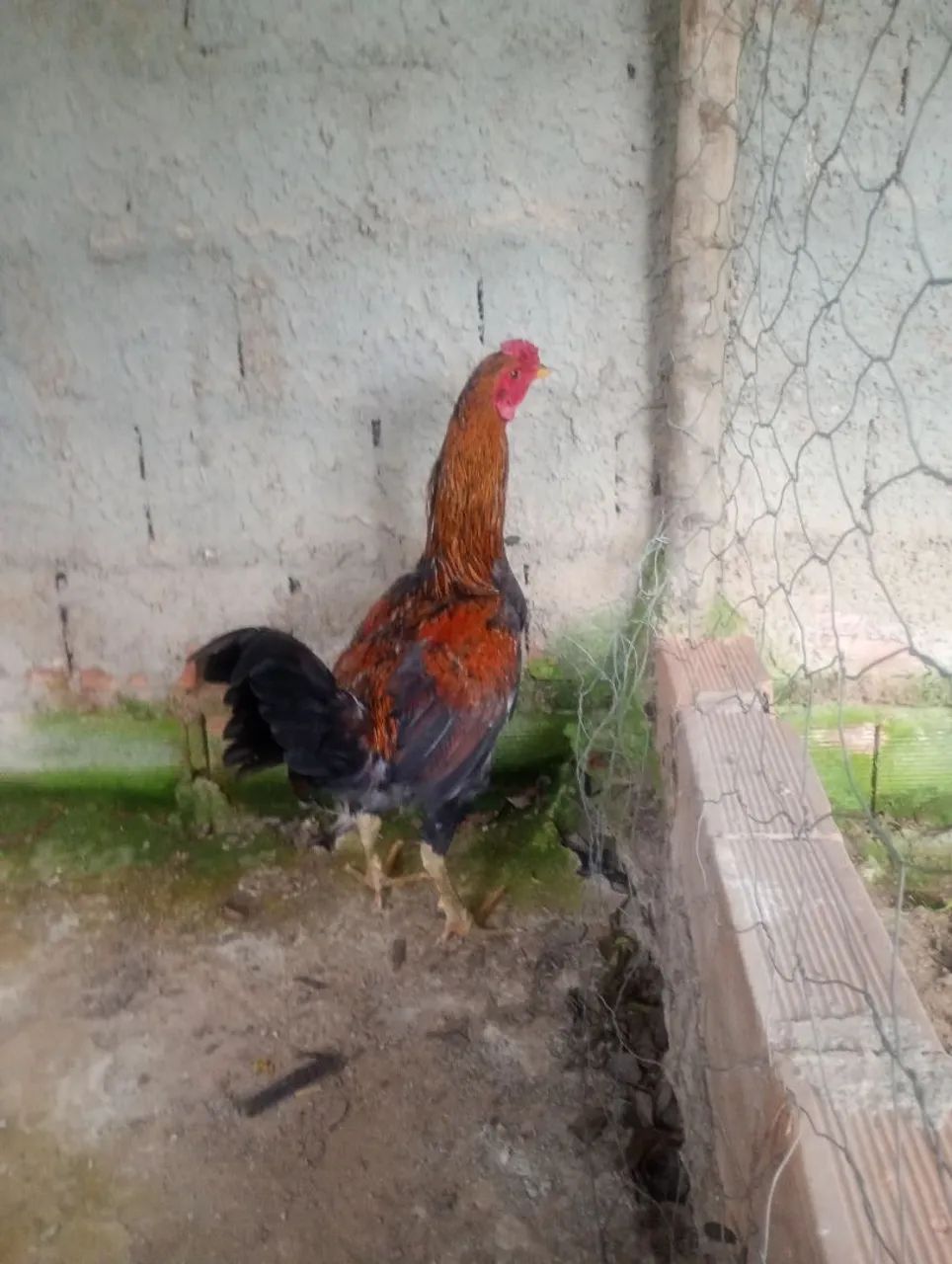 1 Frango e 2 Galinhas - Foto 4