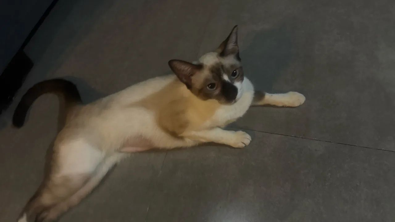 Adoção Responsável  - Foto 3