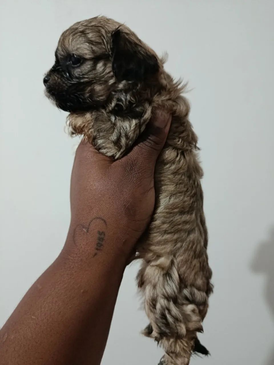 Cachorro  - Foto 4