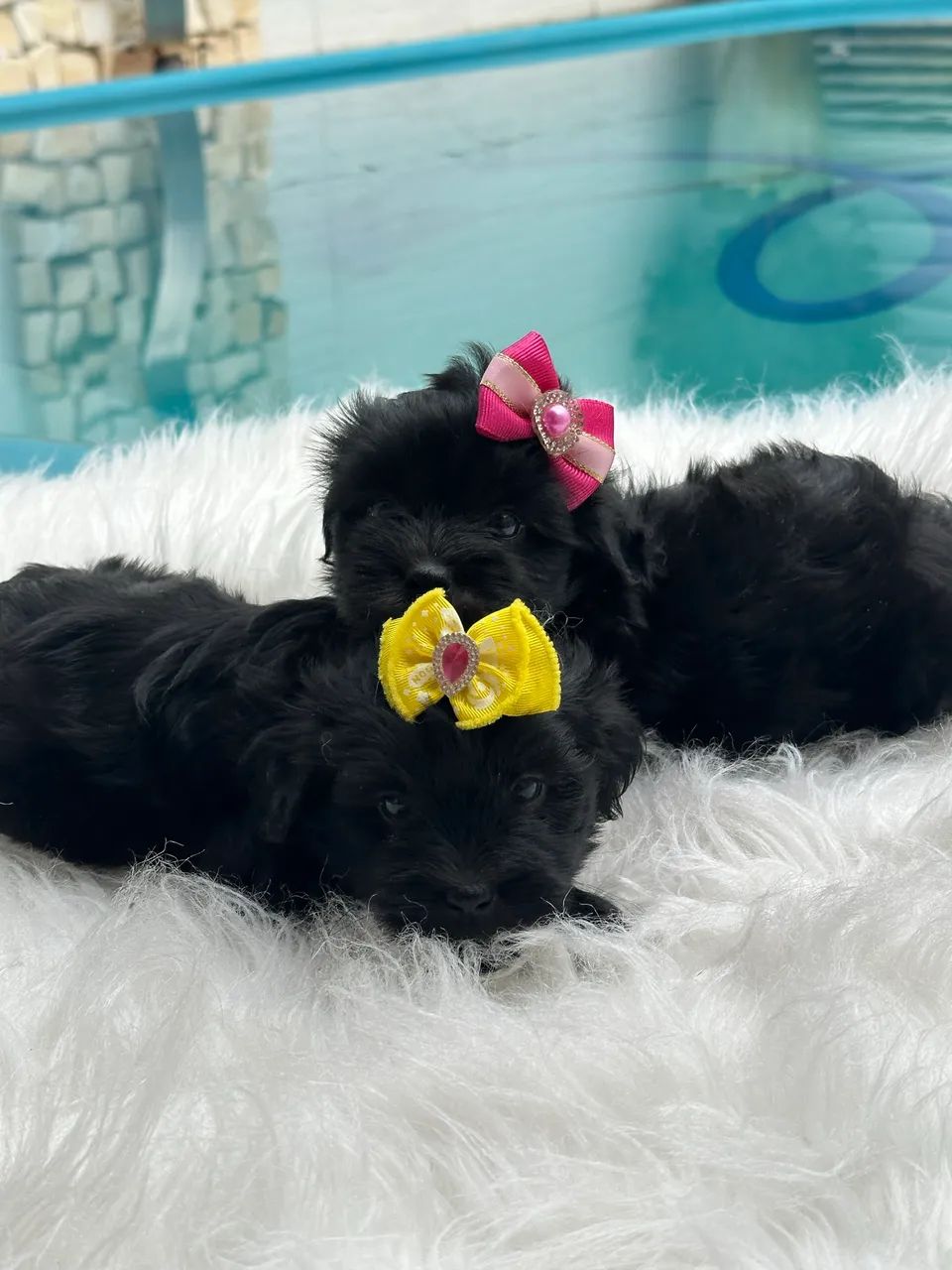 Lhasa apso fêmea 