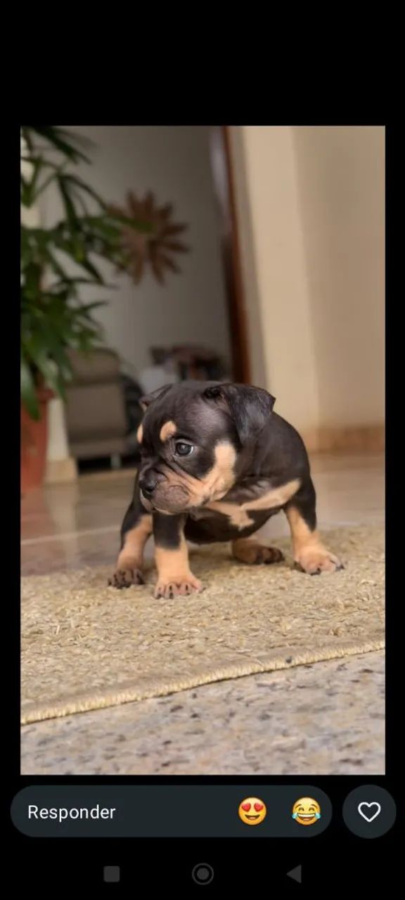 American bully MICRO  - Foto 3