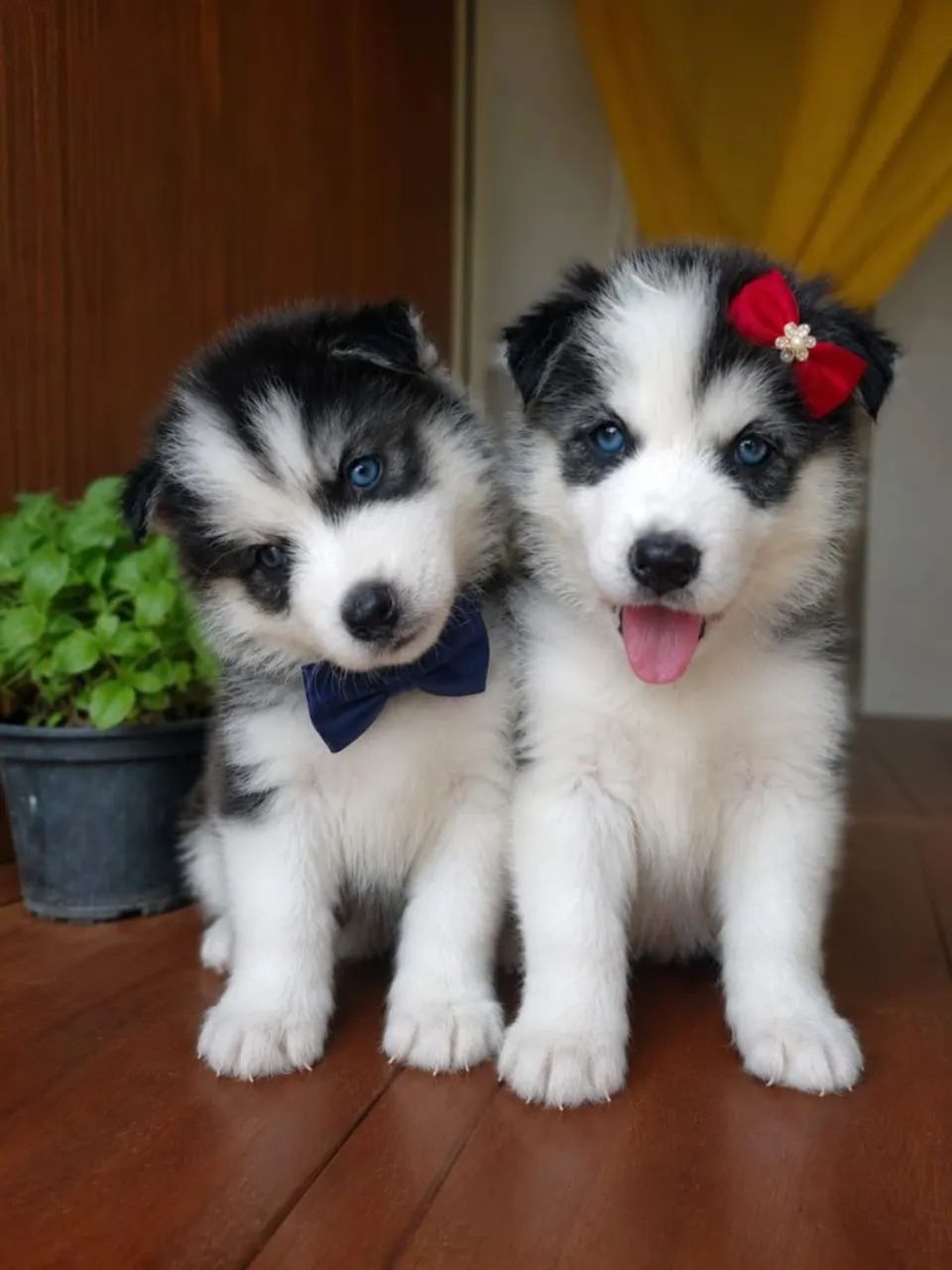Cachorros  - Foto 3