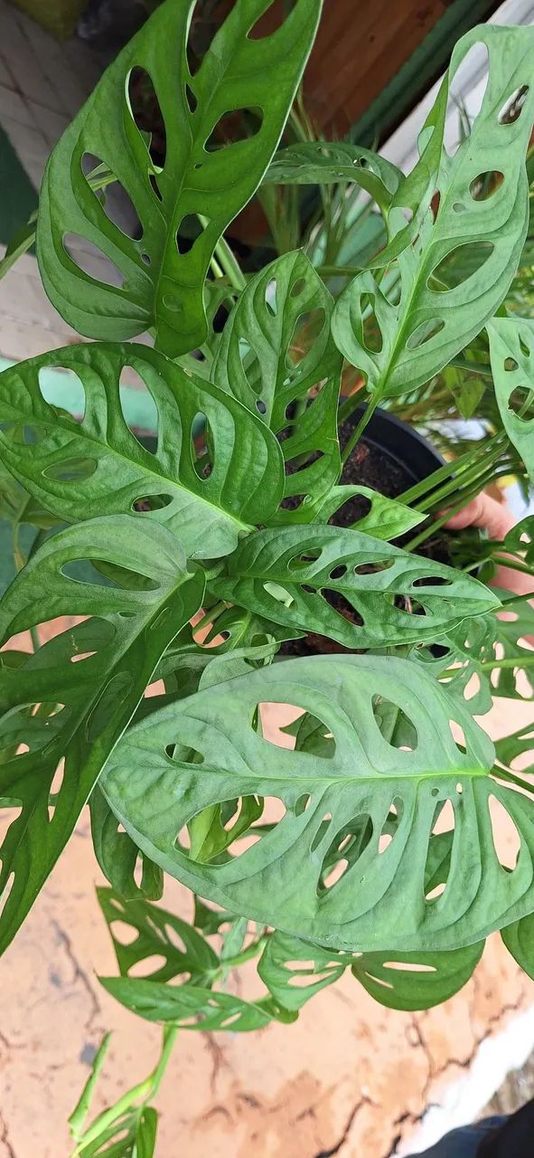 Planta mosntera  - Foto 2