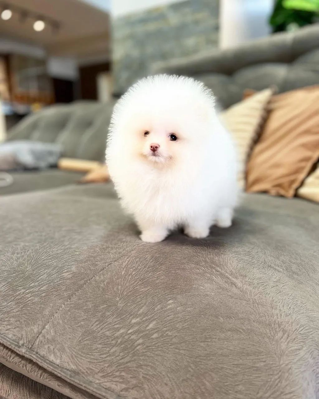 SPITZ alemão  - Foto 4