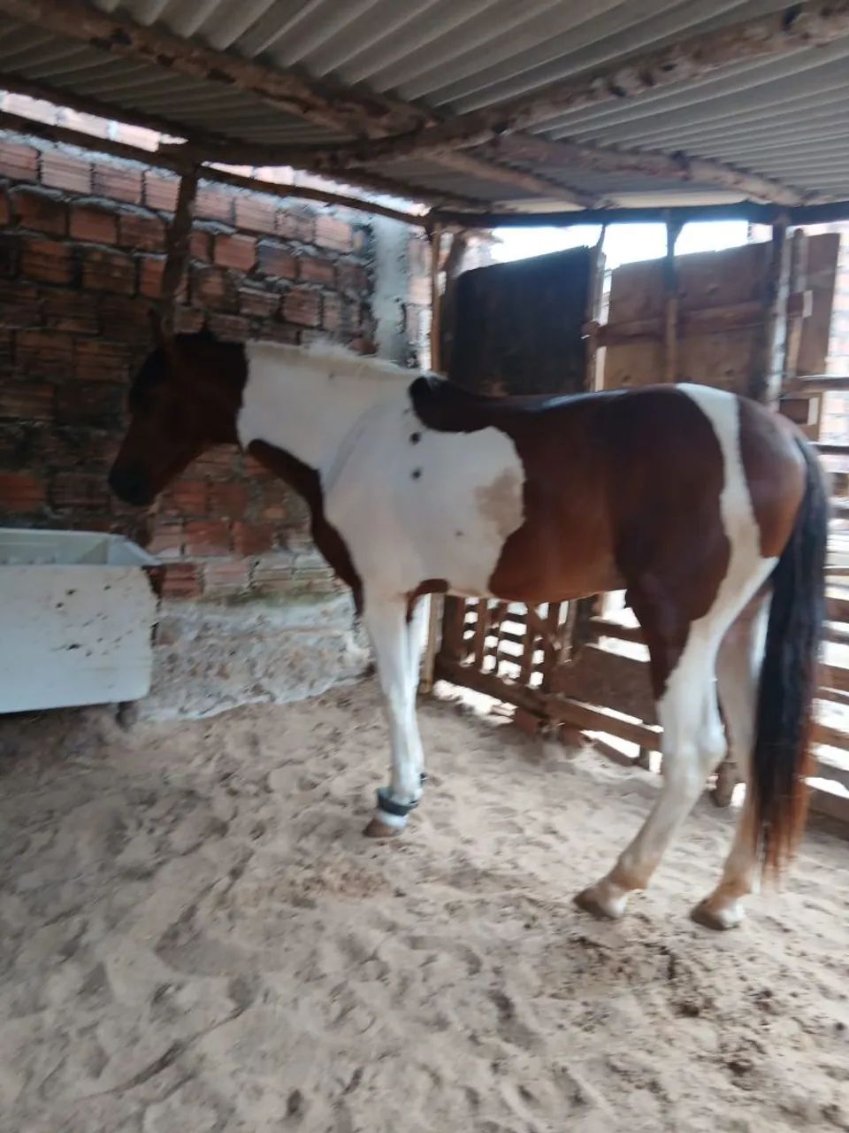 cavalo  - Foto 4