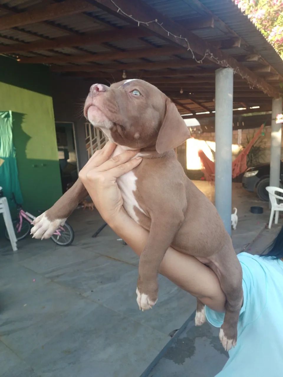 PITMOSTER COM PEDIGREE - Foto 5