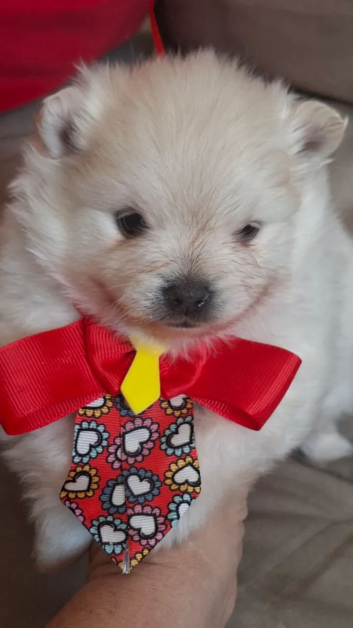 SPITZ ALEMÃO  URSINHO BRANCO PERFEITO