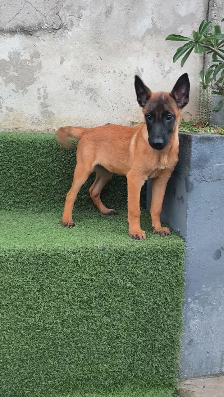 Malinois Macho - 10x de R$300 Sem Juros - Foto 5