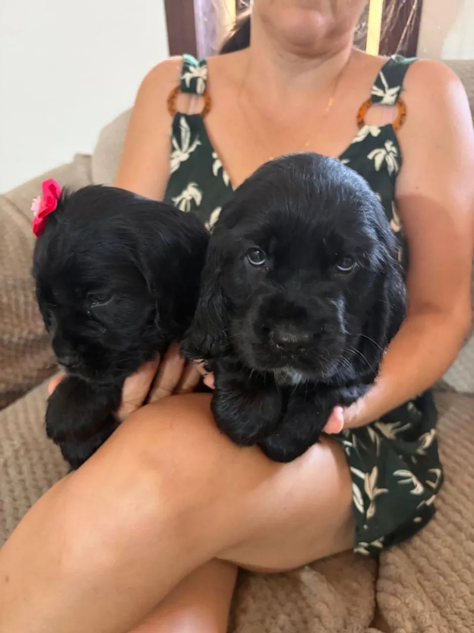 Lindos filhotes cocker spaniel ingles  - Foto 3