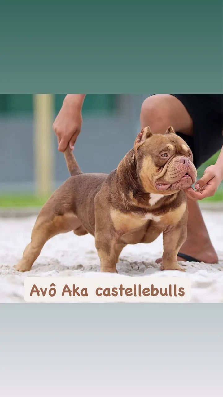 American Bully - Foto 5