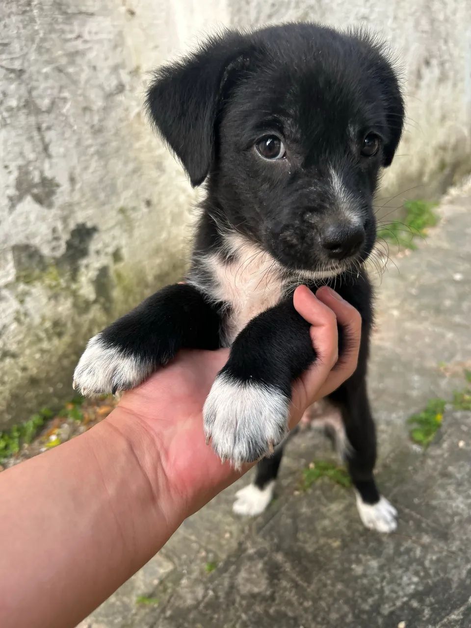 Adoção Responsável  - Foto 4