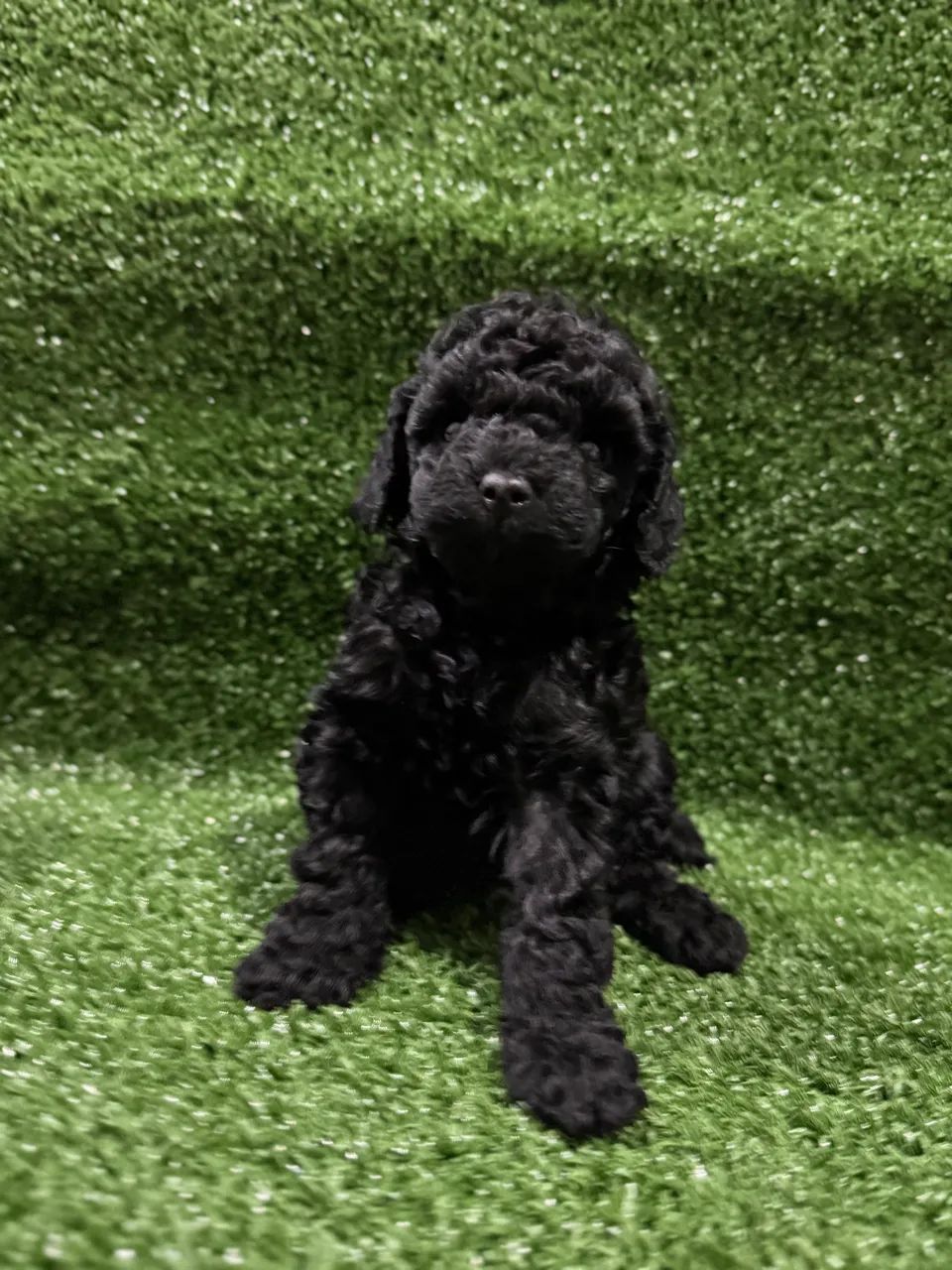 Poodle Toy Macho Black 