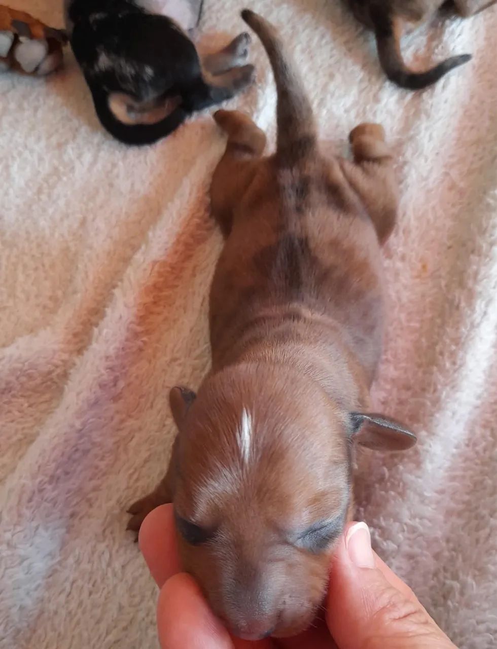 Ninhada de Dachshund  - Foto 4